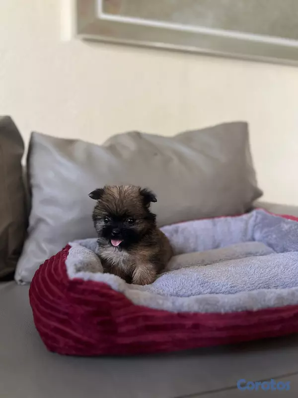 animales y mascotas - Shih poo mini 3