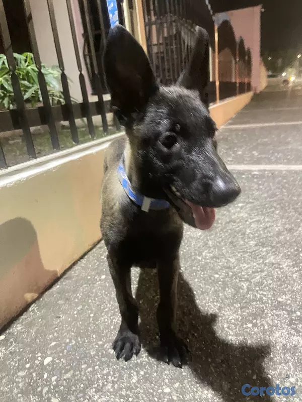 animales y mascotas - Pastor belga malinois  3