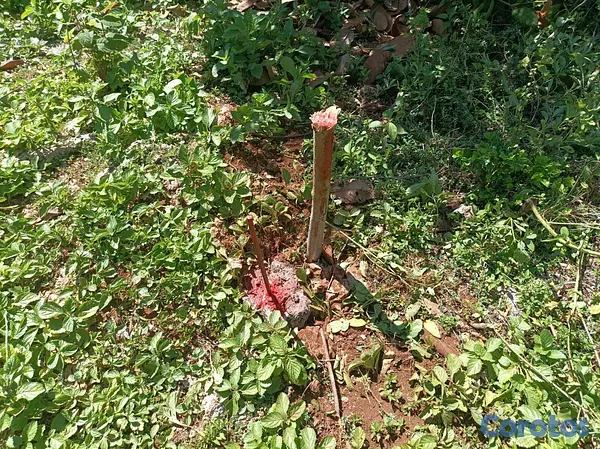 solares y terrenos - terreno a orilla del mar en samana 2