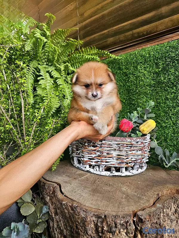 animales y mascotas - Pomerania super pequeñitos y peluditos 100% 3