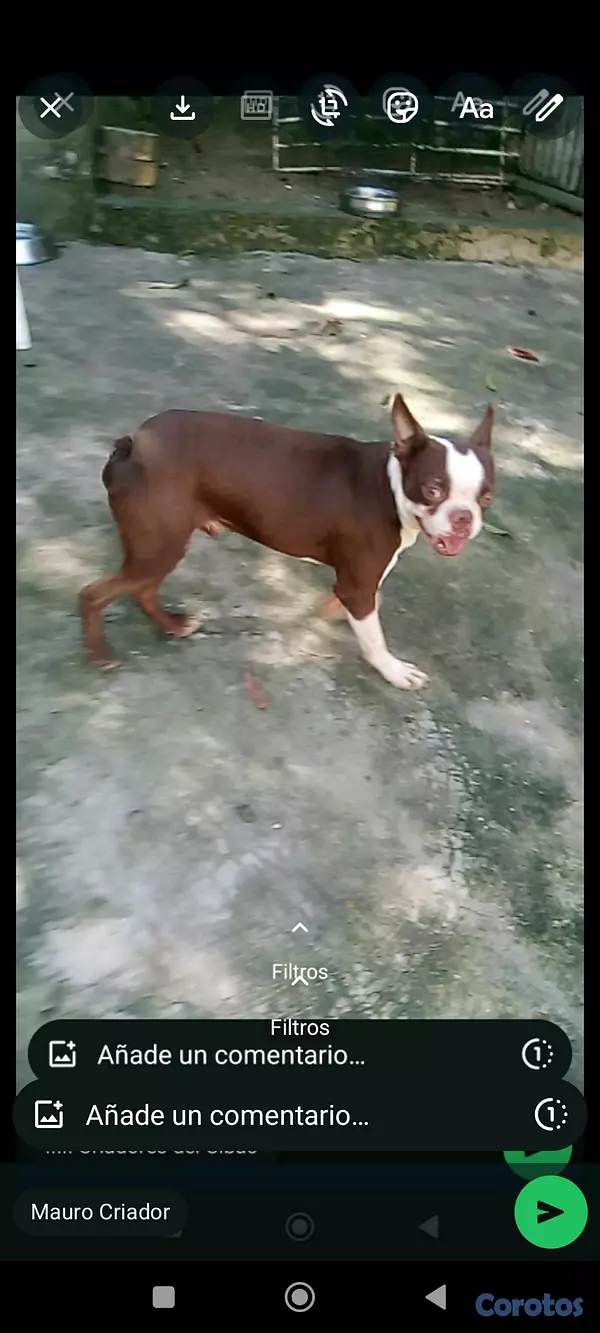 animales y mascotas - excelente boston terrier macho de un año de edad por motivo de espacio 2