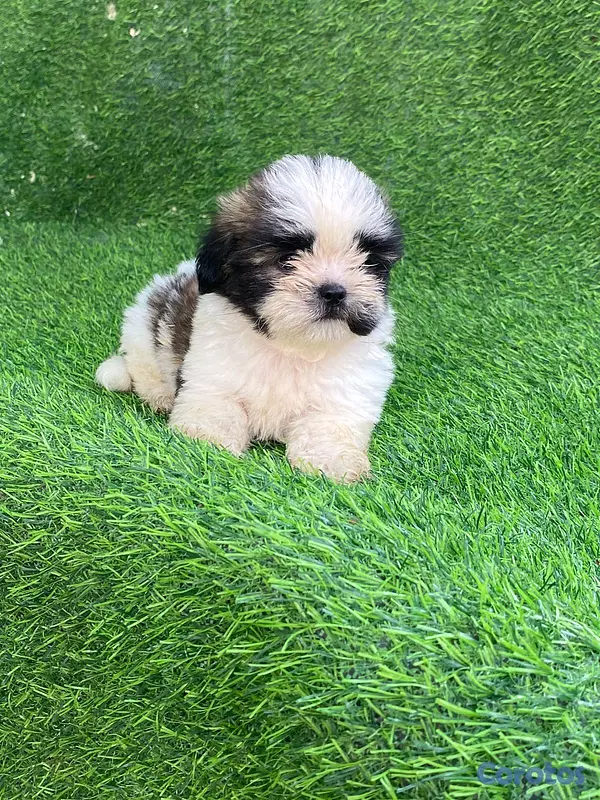 animales y mascotas - hermosos y adorables cachorritos shipoo 2