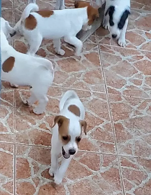 animales y mascotas - Perros Fox Terrier - Cachorros 3