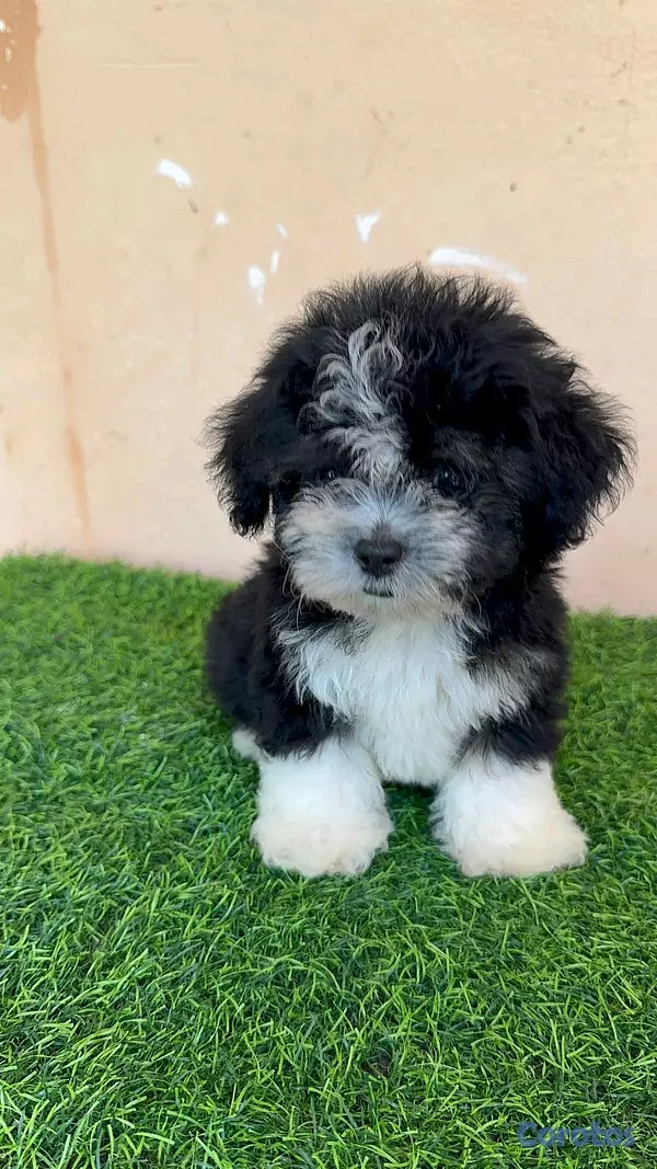 animales y mascotas - hermosos cachorritos de shipoo toy 4