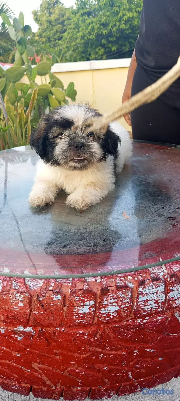 animales y mascotas - Cachorros de Shipoo 9