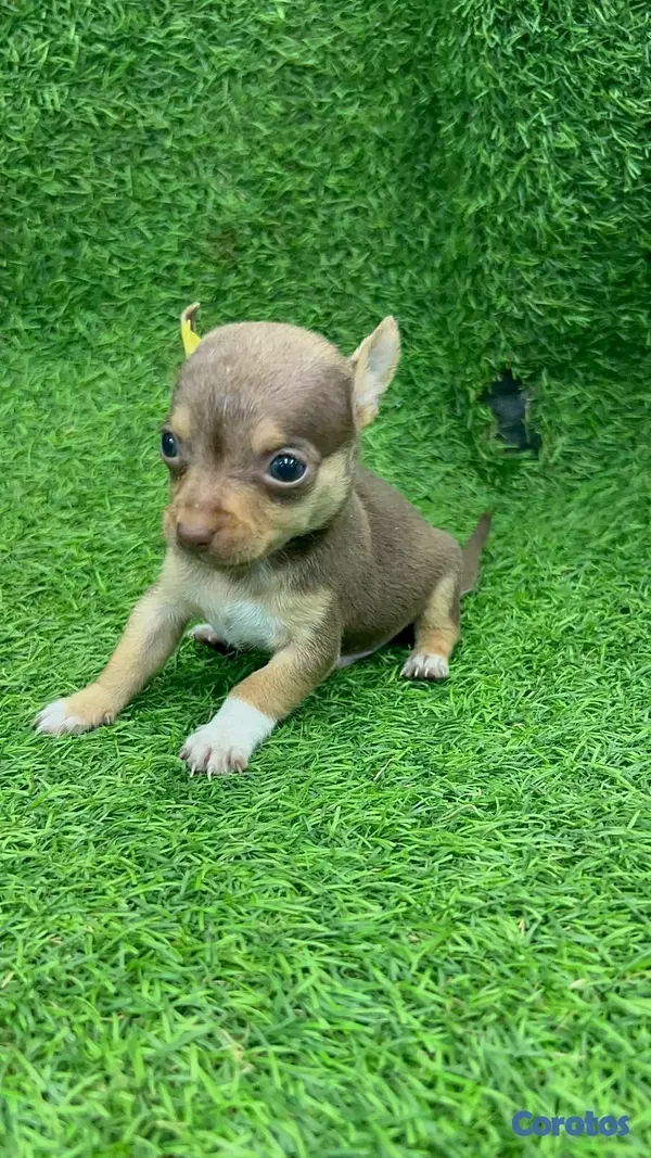 animales y mascotas - Hermosos cachorritos de chihuahua  2