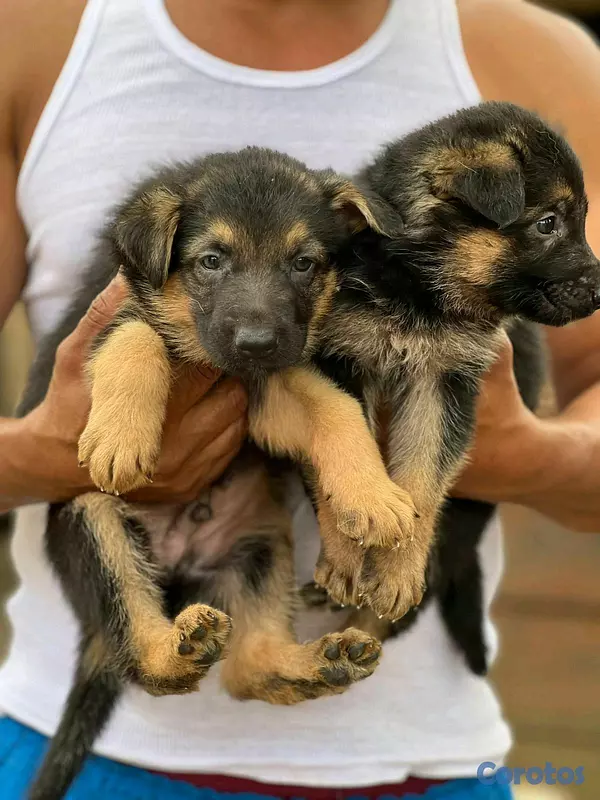 animales y mascotas - hermosos Cachorros de pastor alemán  3