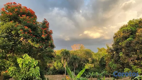 solares y terrenos - venta de finca en Villa Altagracia con cacao,aguacate y Chinola con 266,252mts 3