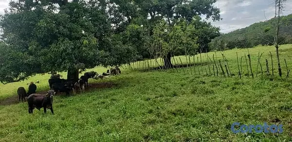 solares y terrenos - finca ganadera  en la Vega  5