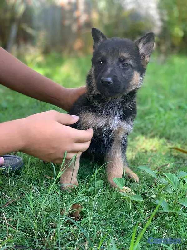 animales y mascotas - hermosos Cachorros pastor alemán  6