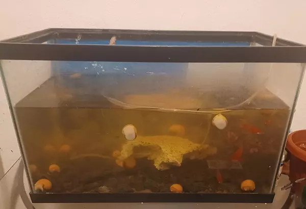 animales y mascotas - Vendo pecera  2