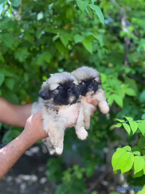 animales y mascotas - Pekinés  2