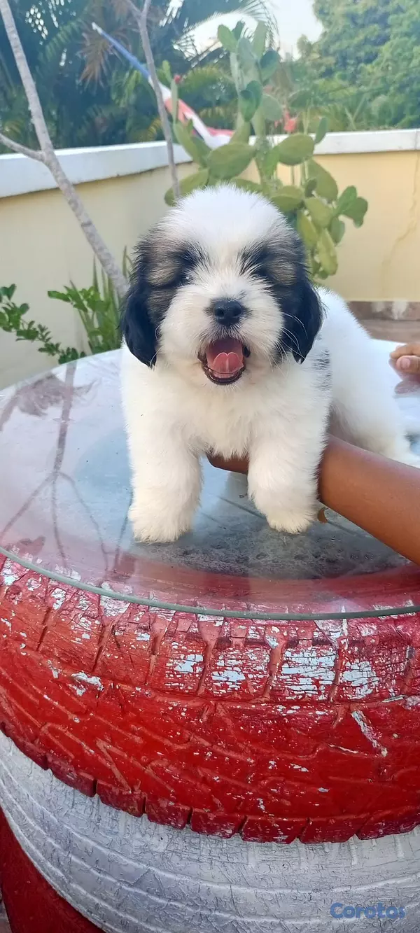 animales y mascotas - Cachorros de Shipoo 10