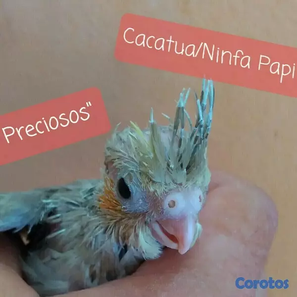 animales y mascotas - Aves papilleras, mansa joven y adultas y acesorios  1