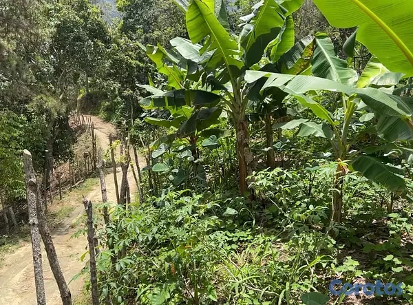 solares y terrenos - TERRENO EN VENTA – JAMAMÚ, SAN JOSE DE LAS MATAS 10