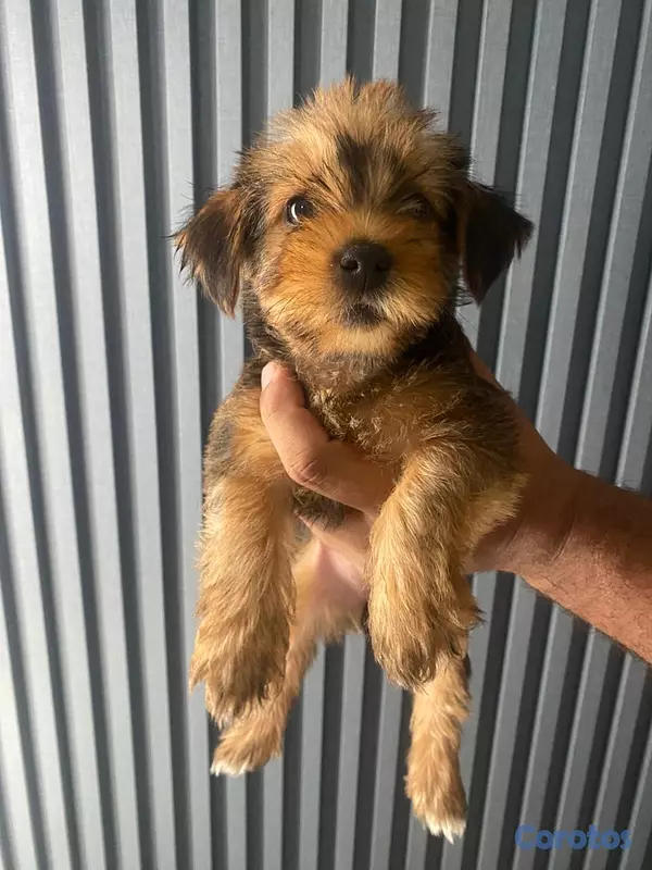 animales y mascotas - Cachorros Yorkie poo 6