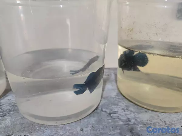 animales y mascotas - Bettas primiun de combates excelente condiciones p 4