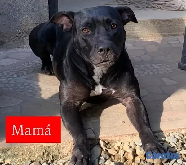 animales y mascotas - Camada de pitbulls American Terrier 7