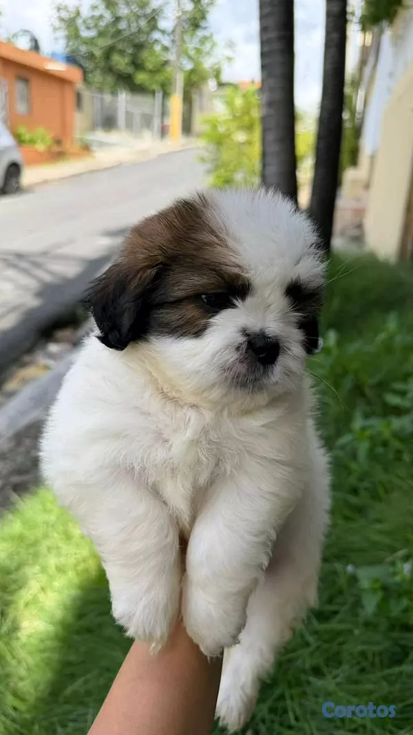 animales y mascotas - shipoo 2