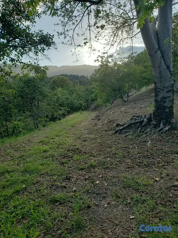 solares y terrenos - Finca de Aguacates en Venta en Paraíso, Barahona 5