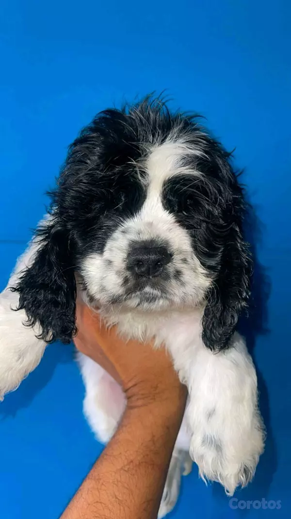 animales y mascotas - hermosos Cachorros de cocker spaniel  6