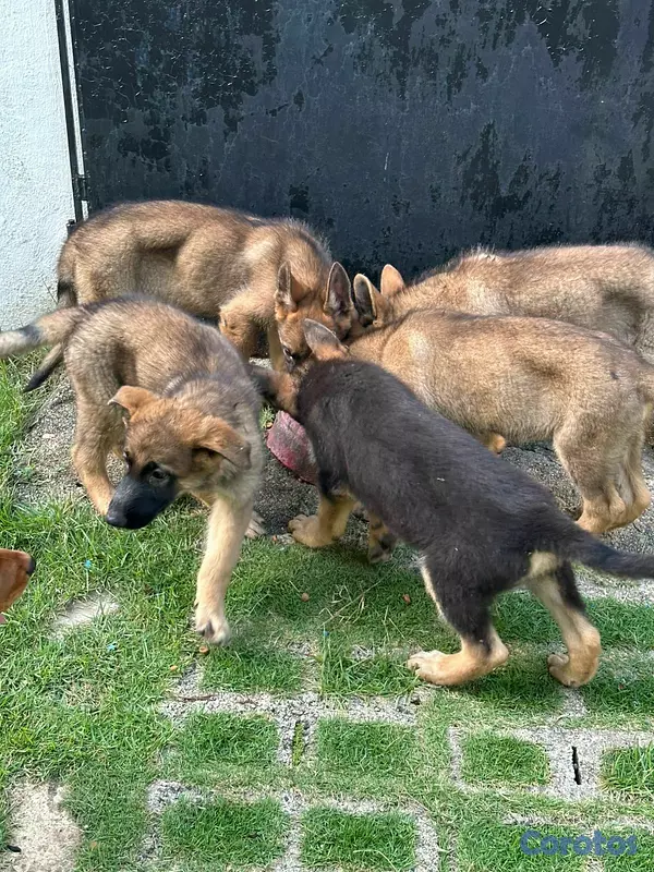 animales y mascotas - Perro Pastor aleman Macho 5