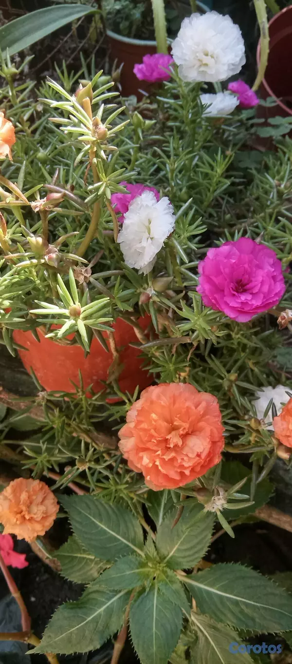 decoración y accesorios - Plantas de sol económicas 2