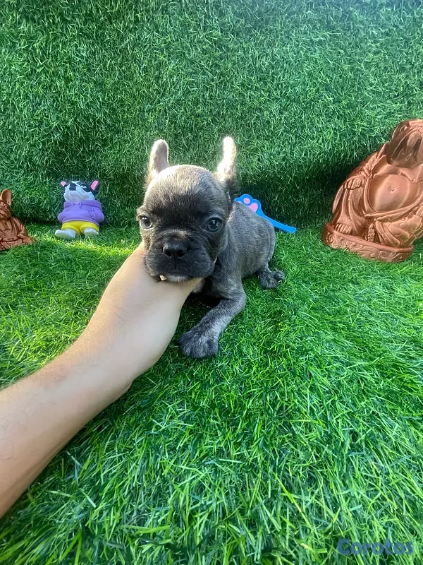 animales y mascotas - hermos bulldog francés Blue x portadores de fluffy  4