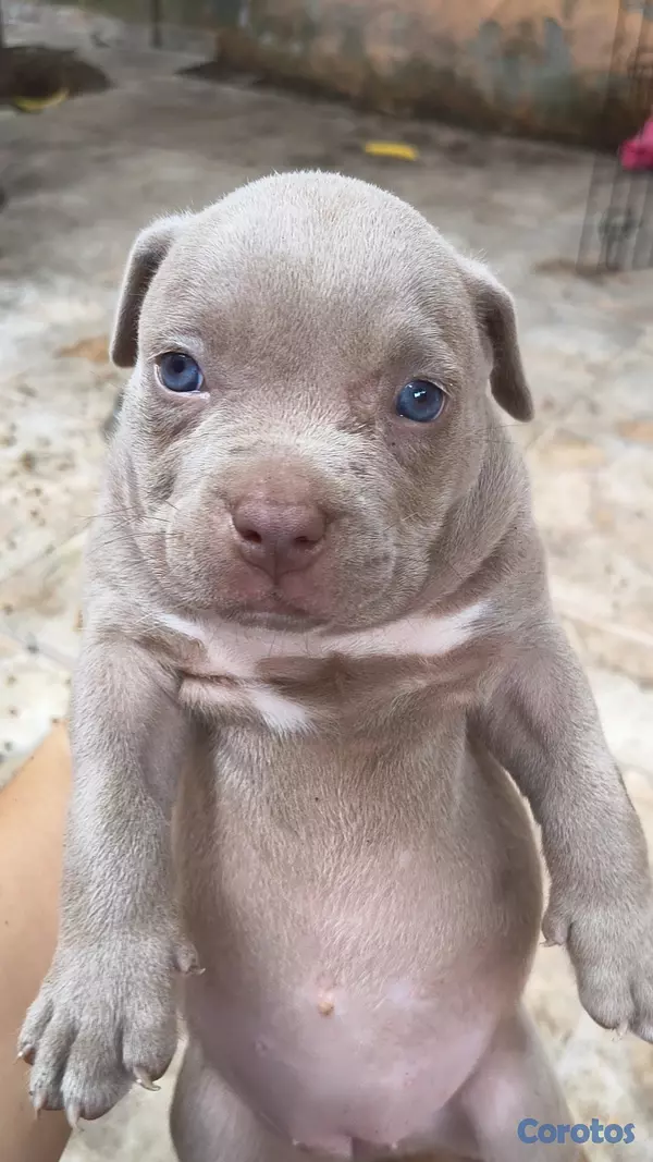 animales y mascotas - Cachorros American Bully Blue y Lilac 4