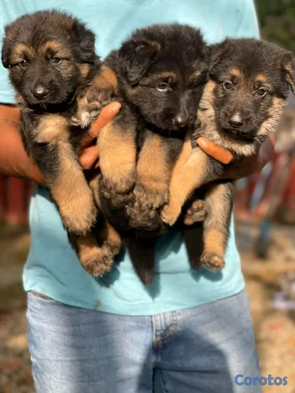 animales y mascotas - hermosos Cachorros de pastor alemán  4