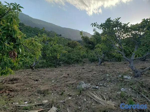 solares y terrenos - Finca de Aguacates en Venta en Paraíso, Barahona 6