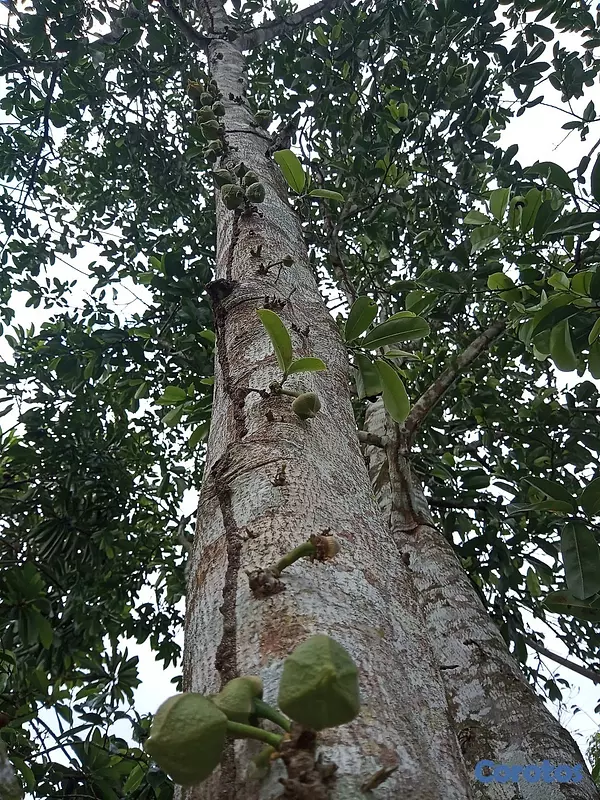 solares y terrenos - Finquita Ganadera en hatillo Monte Plata a Diez Mi 8