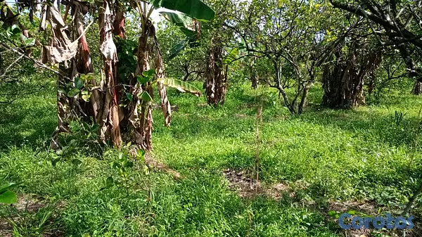 solares y terrenos - finca de 15 tareas Agrícolas en Monte Plata  3