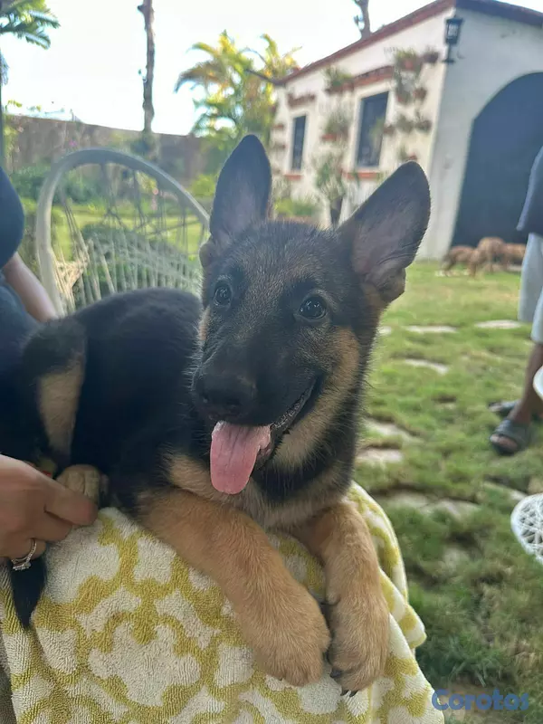 animales y mascotas - Perro Pastor aleman Macho 6