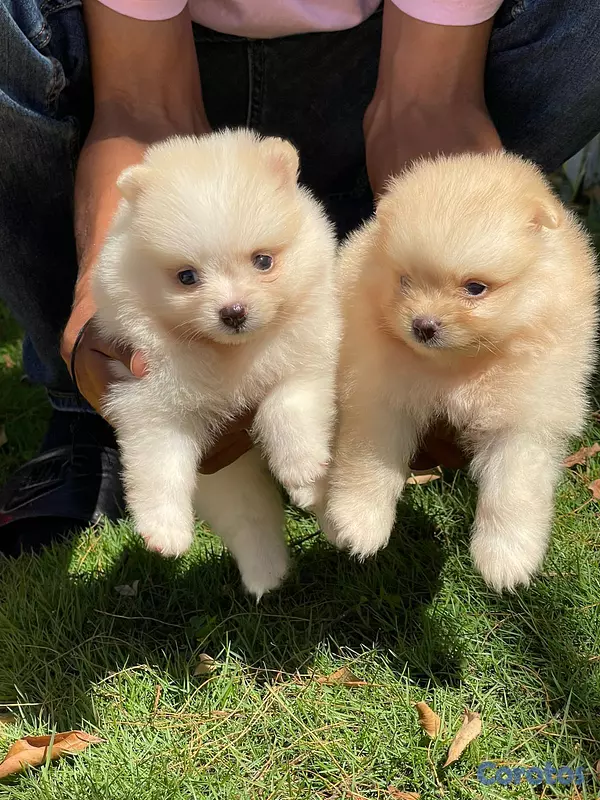 animales y mascotas - Pomerania  3