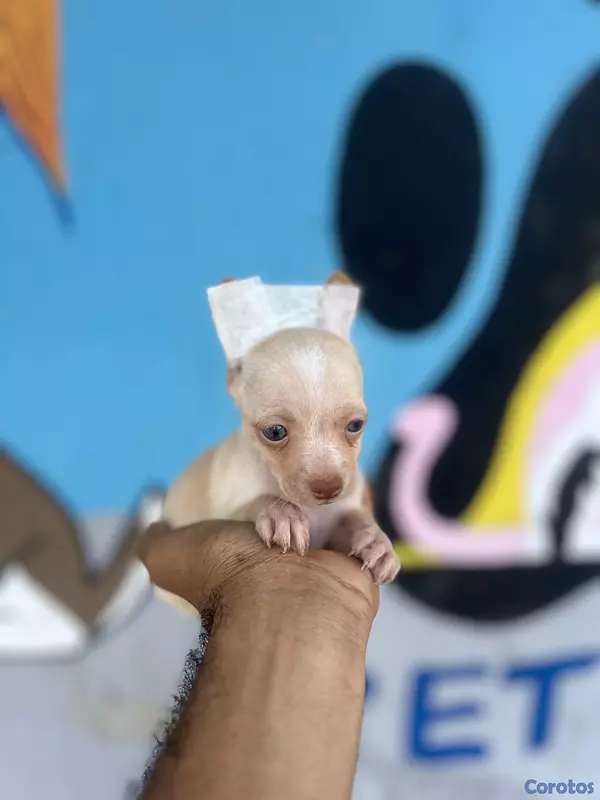 animales y mascotas - chihuahua  3