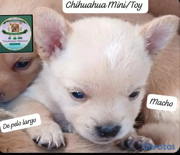 animales y mascotas - Chihuahua Mini de pelo largo  2