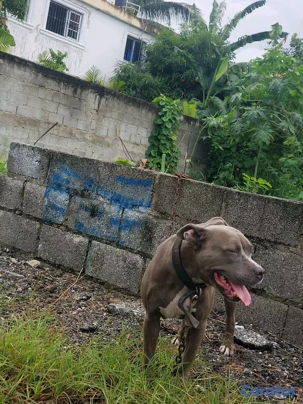 animales y mascotas - Pitbull Blue (Hembra) adulta 3