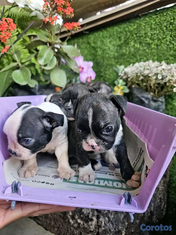 animales y mascotas - Boston terrier 100%  6