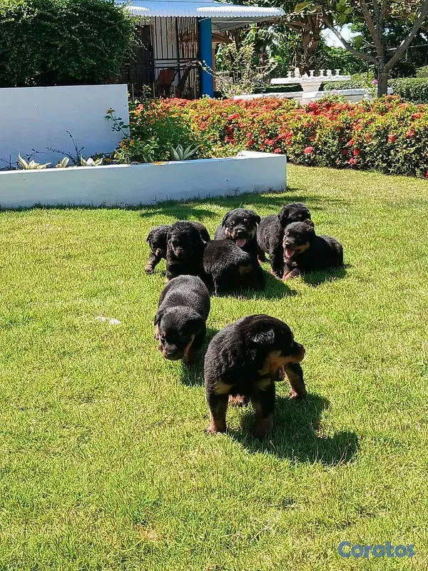 animales y mascotas - hermosos Cachorros de rottwailer de la mejor linea del pais  12