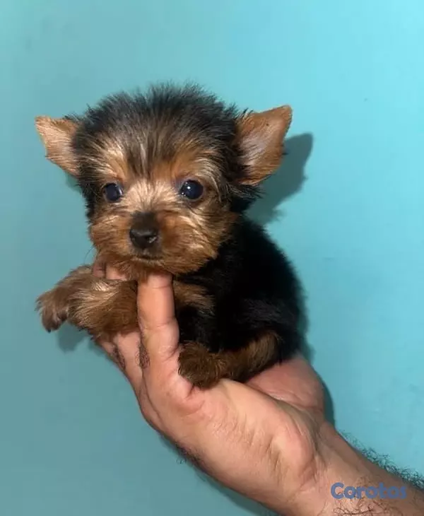 animales y mascotas - yorkie terrier hembra disponible  2