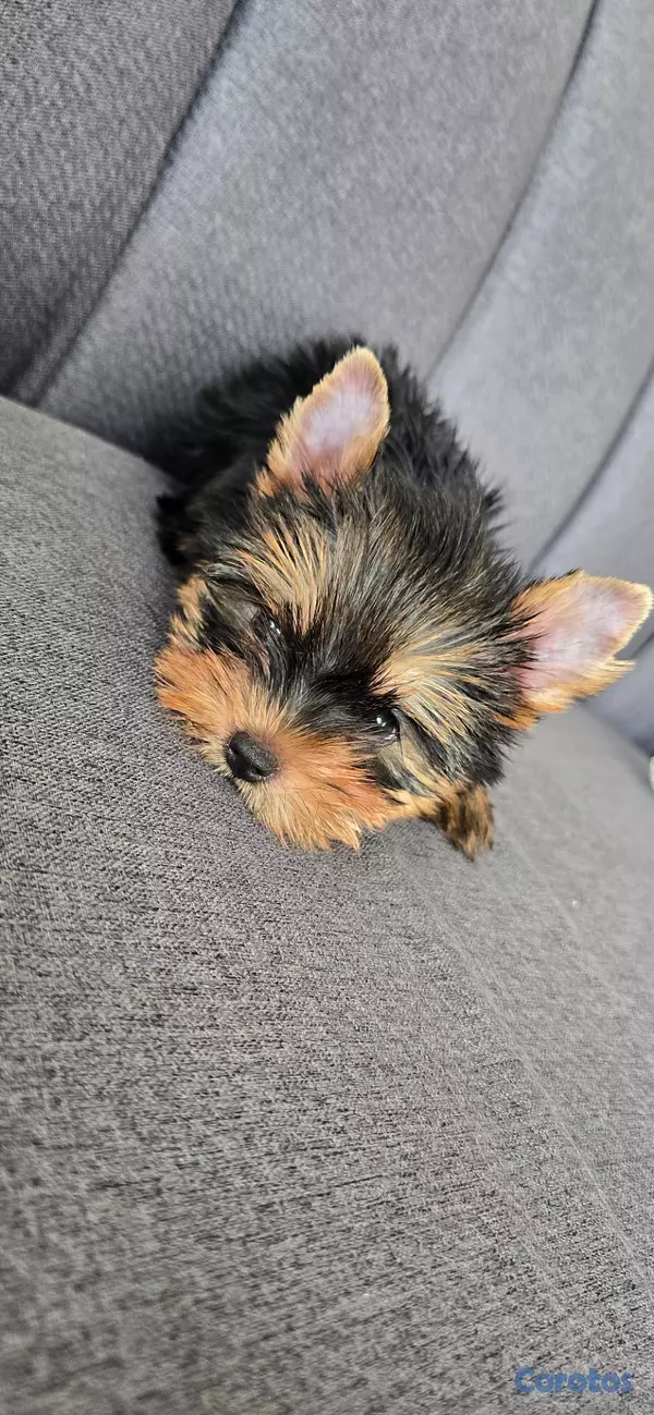 animales y mascotas - Yorkie Hembra  3
