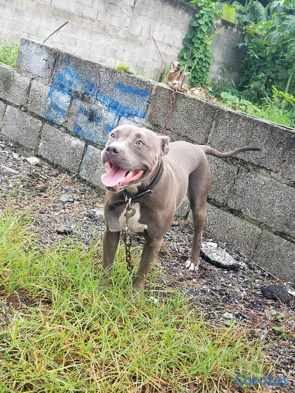 animales y mascotas - Pitbull Blue (Hembra) adulta 2