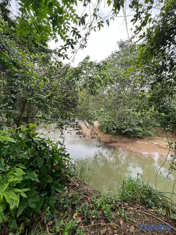 solares y terrenos - FINCA PARA DESARROLLO Y GANADERIA DE ALTO VALOR PR 5