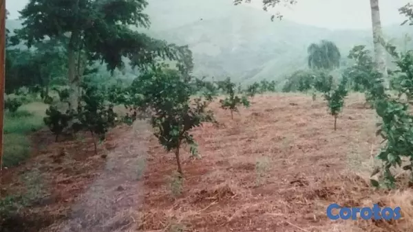 solares y terrenos - Finca con Oro en San Cristobal Documentos en orden 5