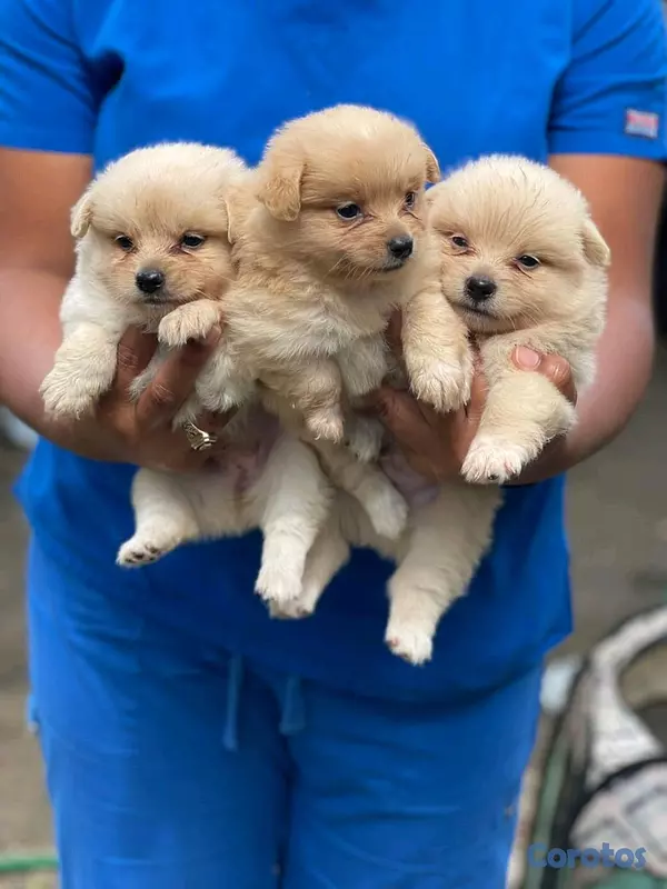 animales y mascotas - hermosos cachorritos pomerania toy  5