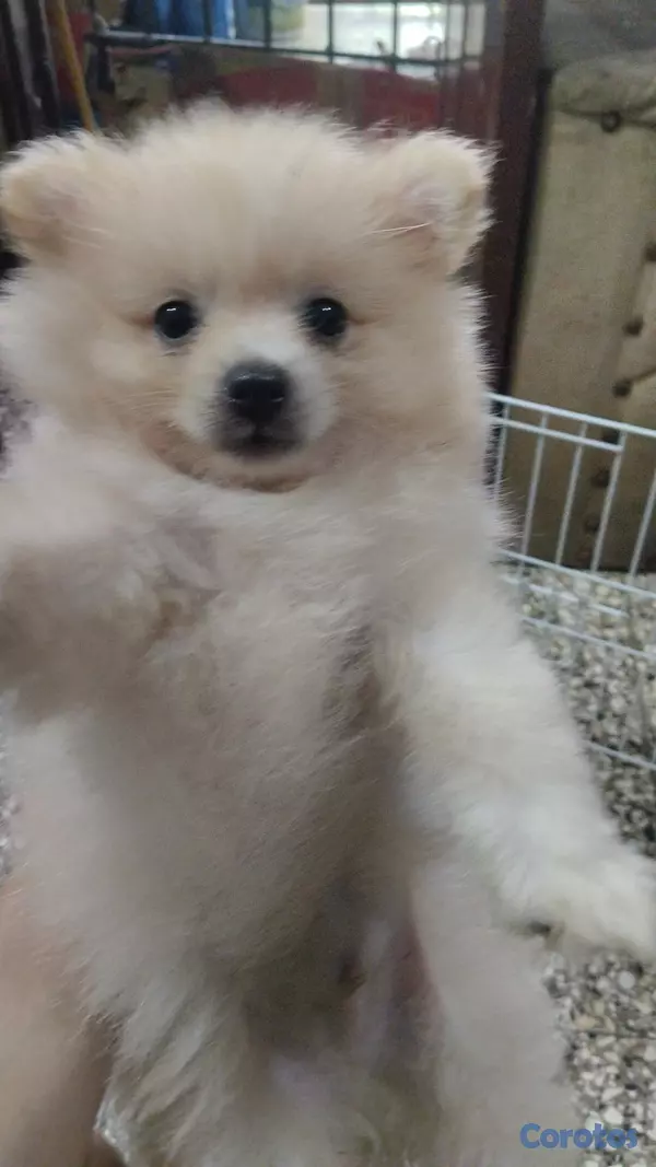 animales y mascotas - Cachorro pomerania macho  3