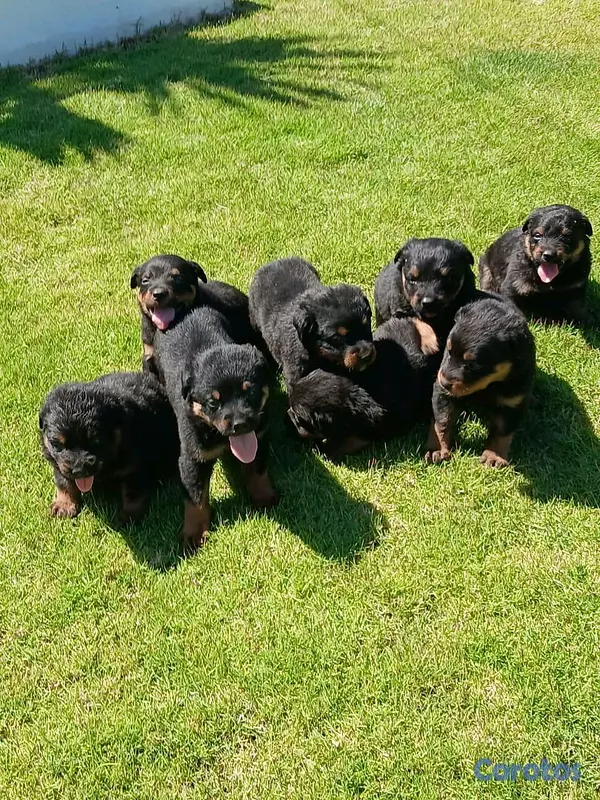 animales y mascotas - hermosos Cachorros de rottwailer de la mejor linea del pais  11