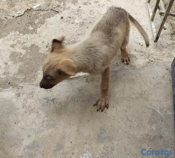 animales y mascotas - Venta de perra 2