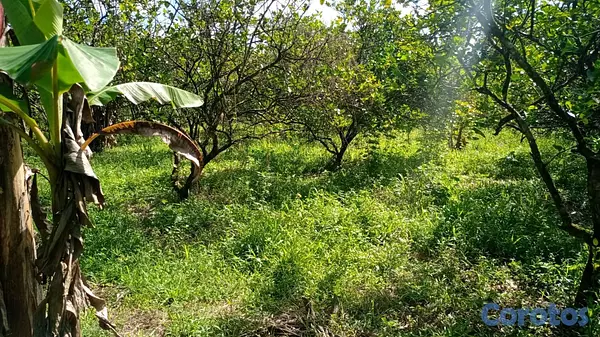 solares y terrenos - finca de 15 tareas Agrícolas en Monte Plata  2